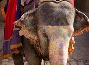 Jaipur, Amber fort. Foto di Corrada Onorifico - web 4214