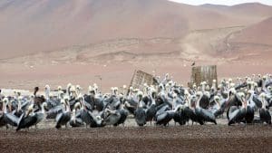 Islas Ballestas