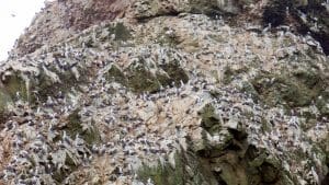Islas Ballestas