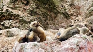 Isole Ballestas, foto di Fabio Caputi - IMG 2137
